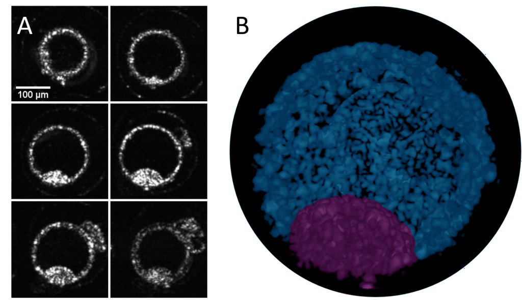 OCT reconstruction of a bovine blastocyst at day 7 of development