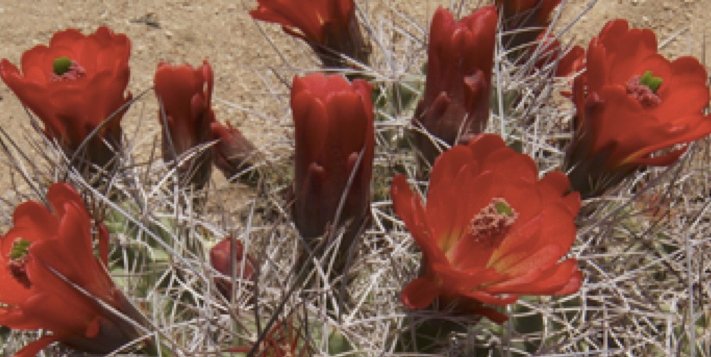 Red flowers