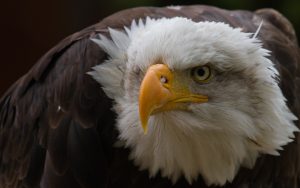 Eagle