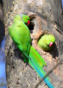 Parrots on a tree