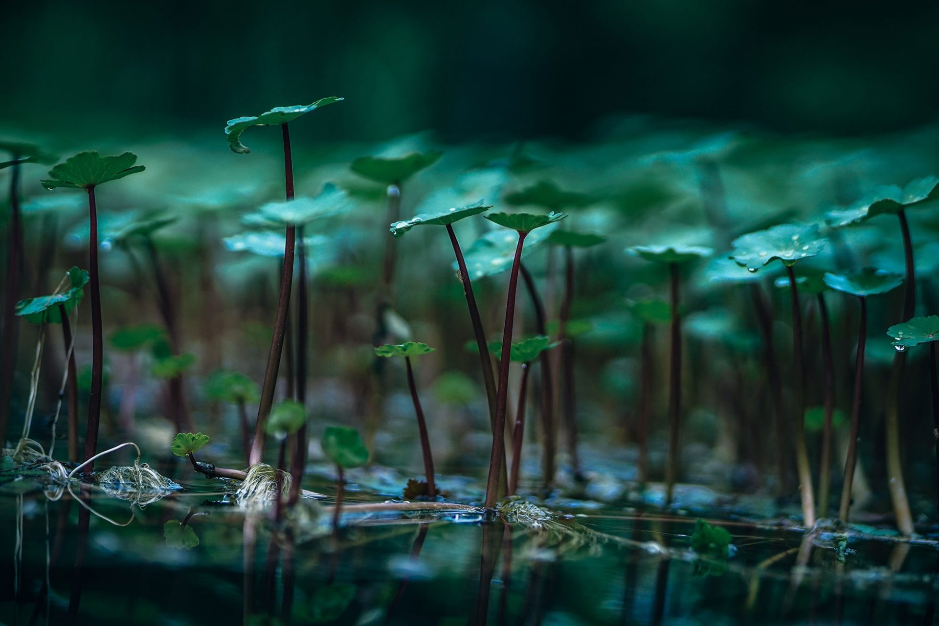 Picture of some water lillies