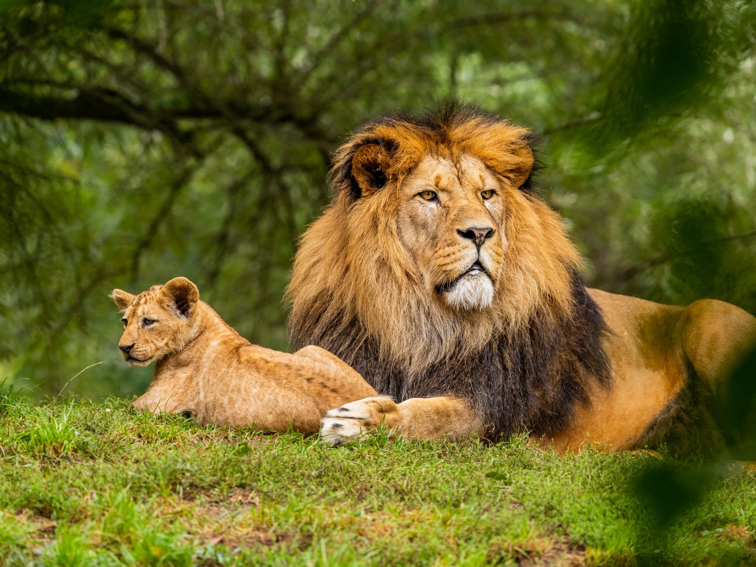Lion and lion cub on green grass
