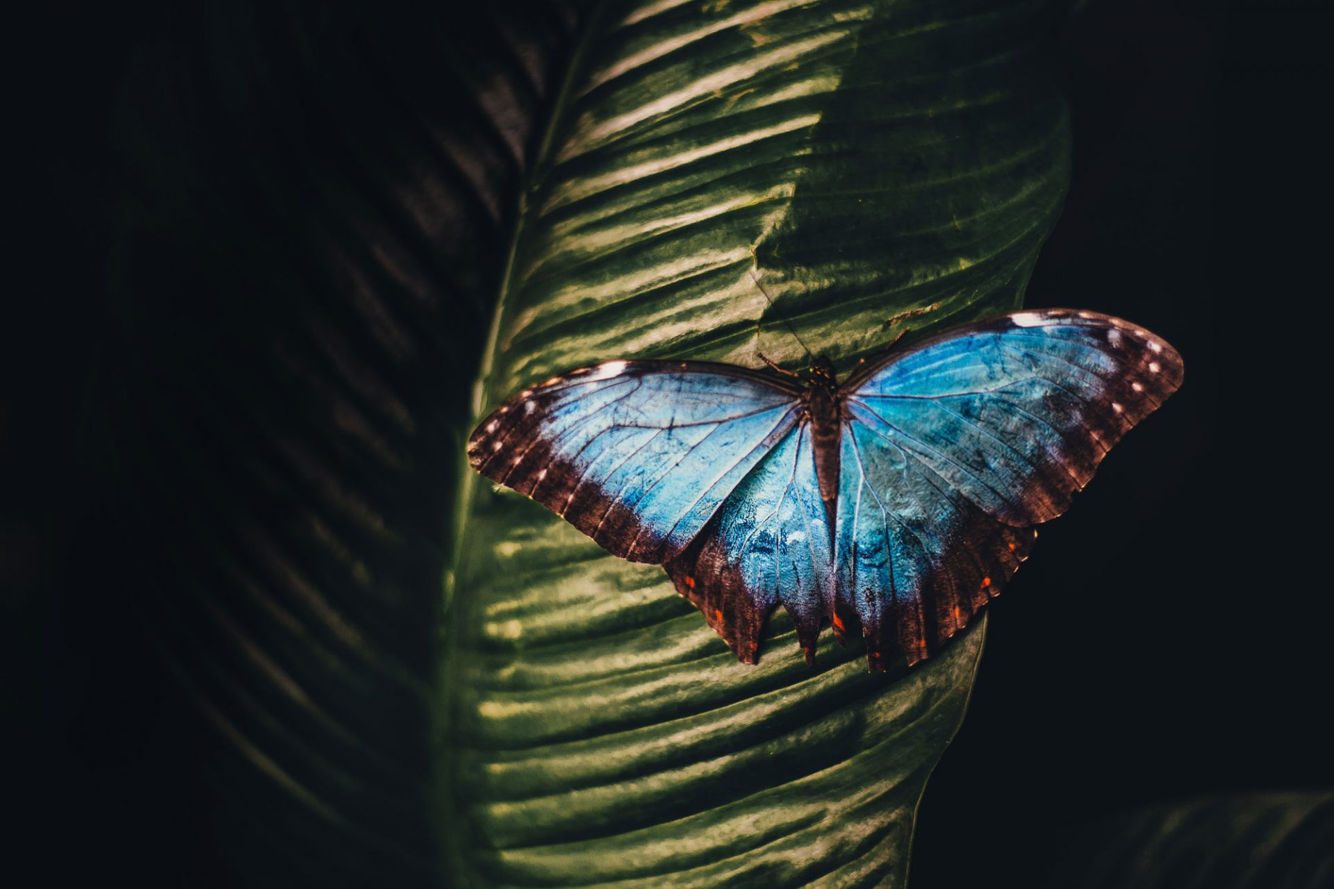 A blue butterfly on a leaf