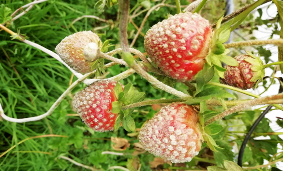 Strawberries with pathogens