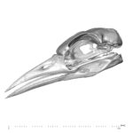 A surface model of a bird skull provided by Prof Jim Groombridge