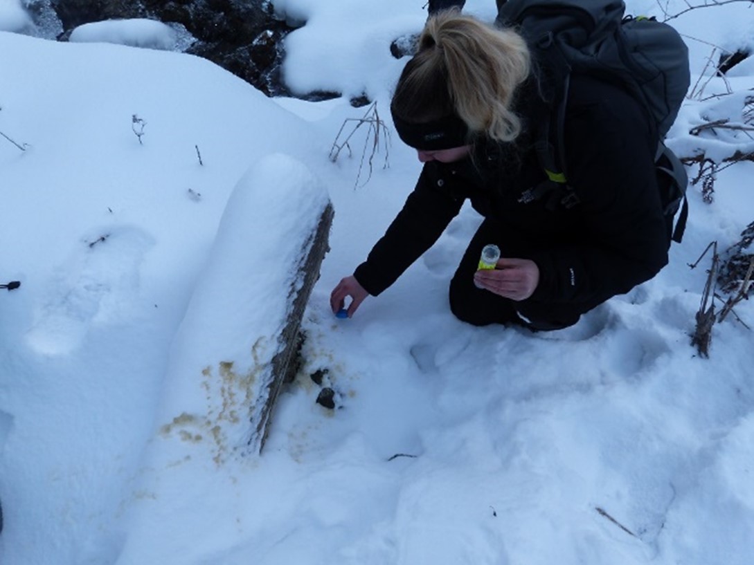 Collecting a wolf urine sample for genetic analysis in the Tatra Mountains, Slovakia