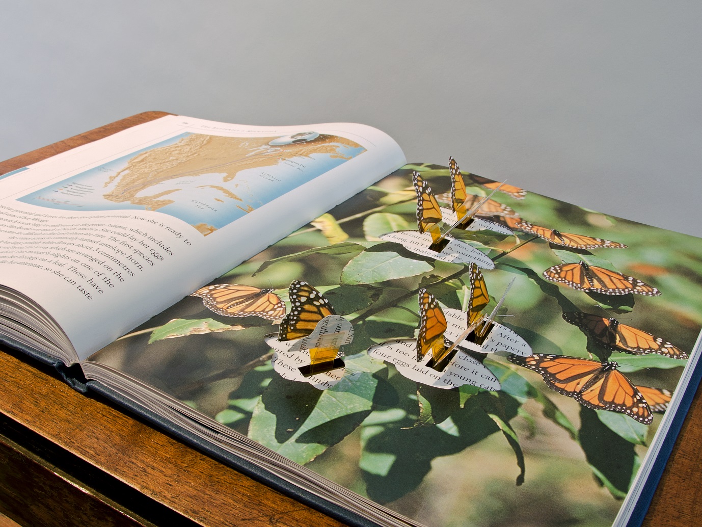 Picture Credit: Butterfly Book (2007). Andrea Roe in collaboration with Richard Brown. Photographed by Michael Wolchover.