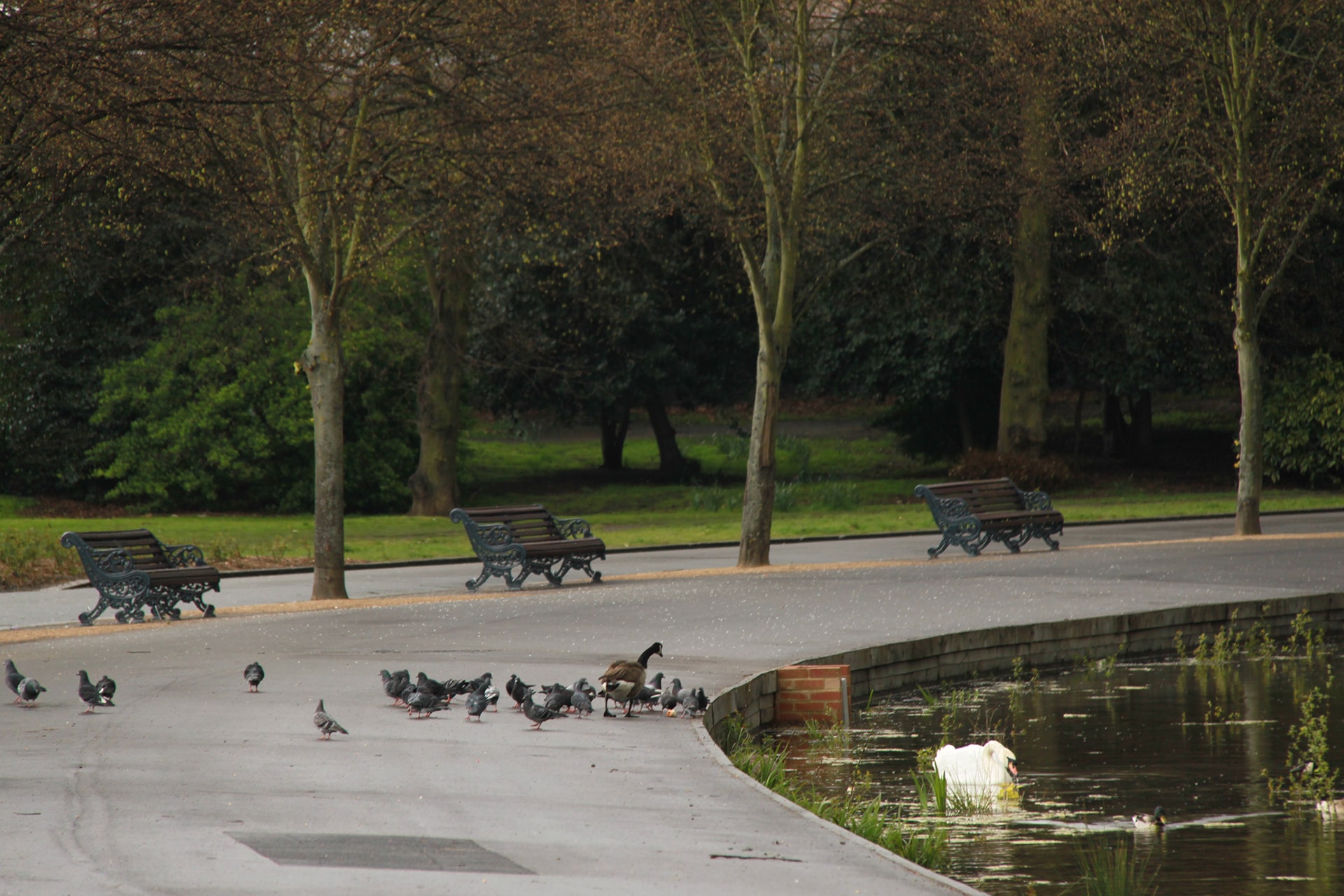 London park with ducks by a lakeside