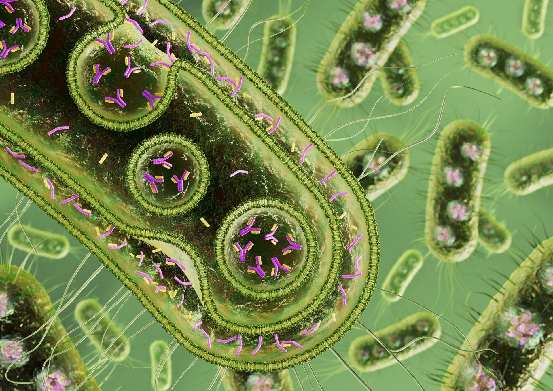 An artists impression of a bacterium with internal vesicles filled with antibodies