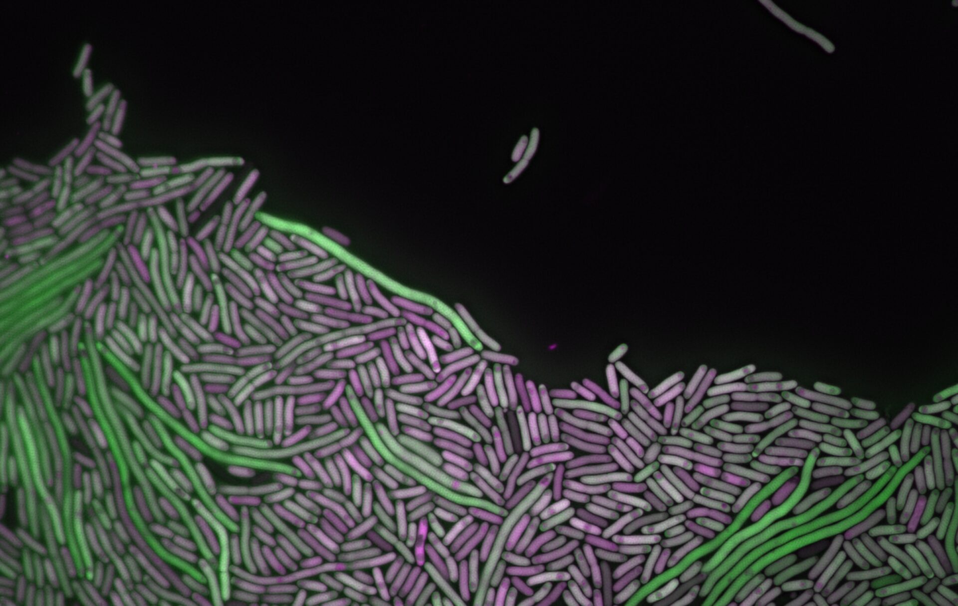 Microscopy image of fluorescent bacteria