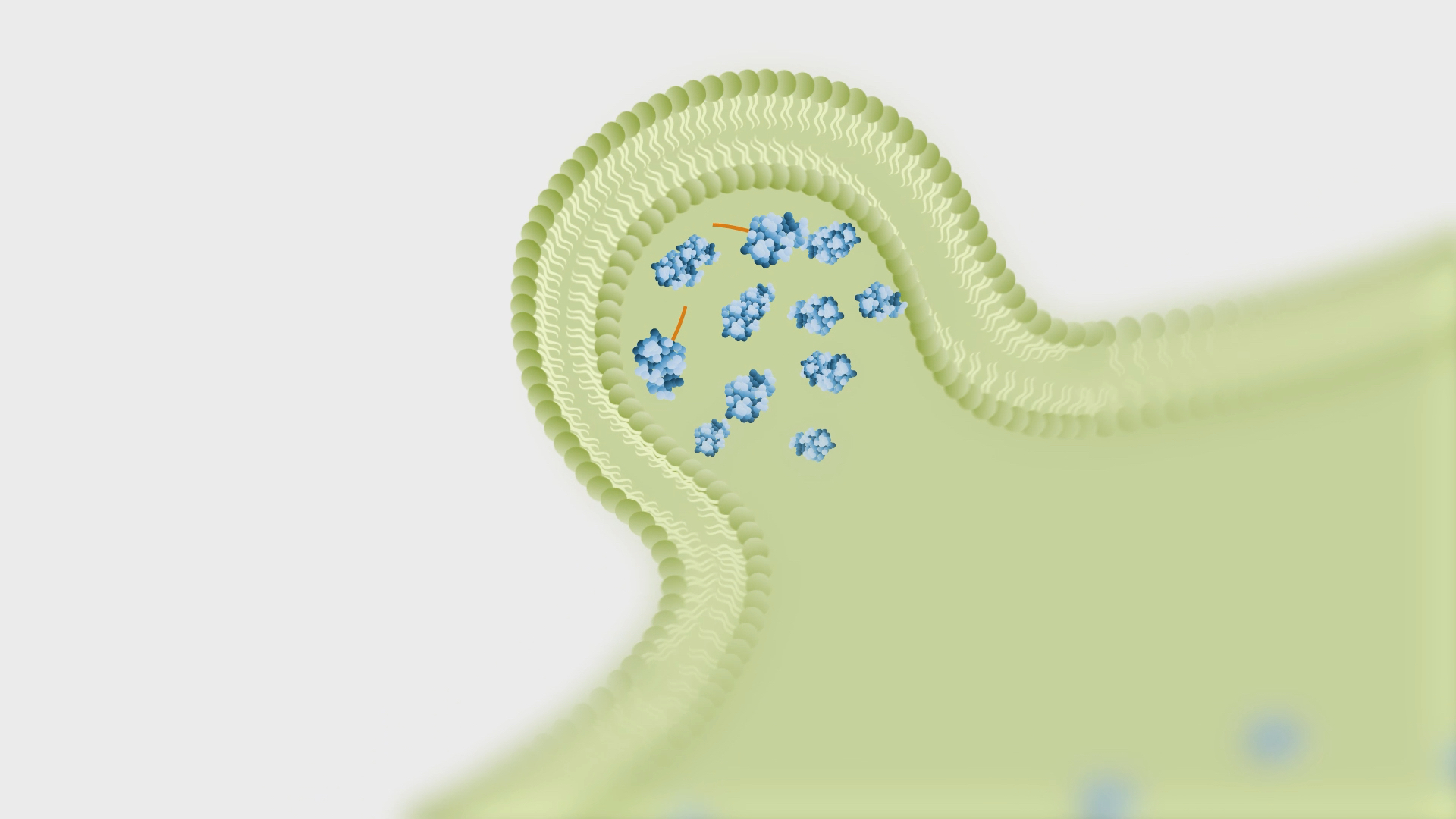 Vesicle filled with proteins budding off cell