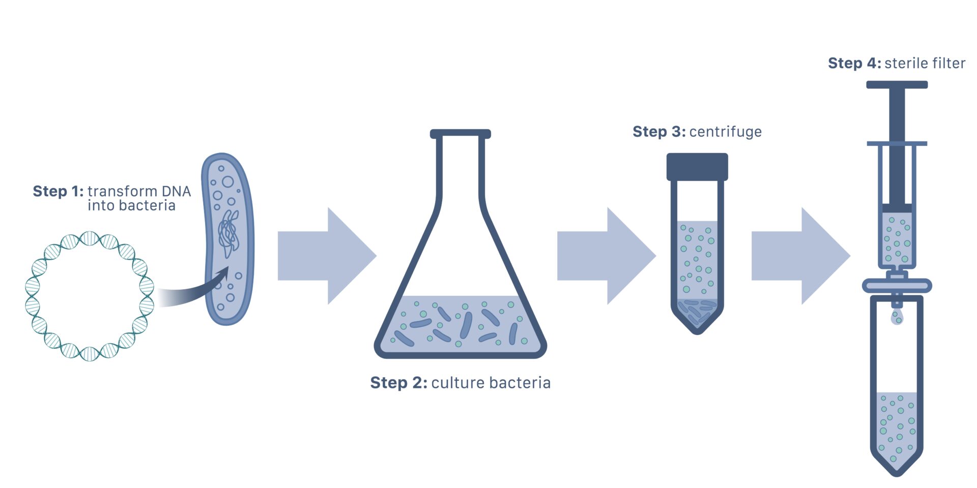 Diagram of protein production using VNp system
