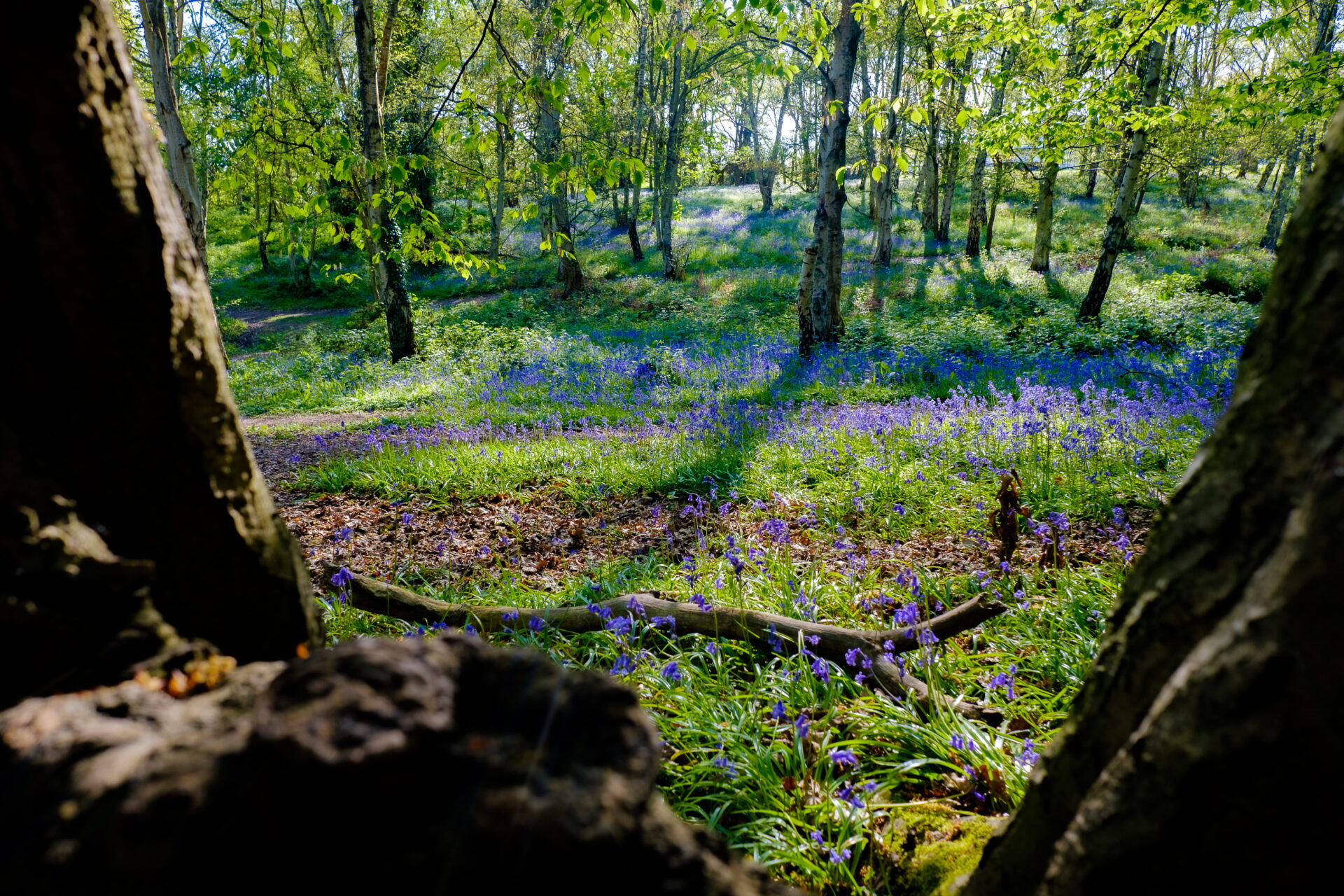 Woodland environment with trees and bluebells