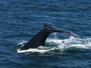 Whale tail above the water in an ocean landscape
