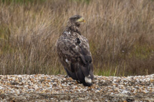 A white tailed eagle