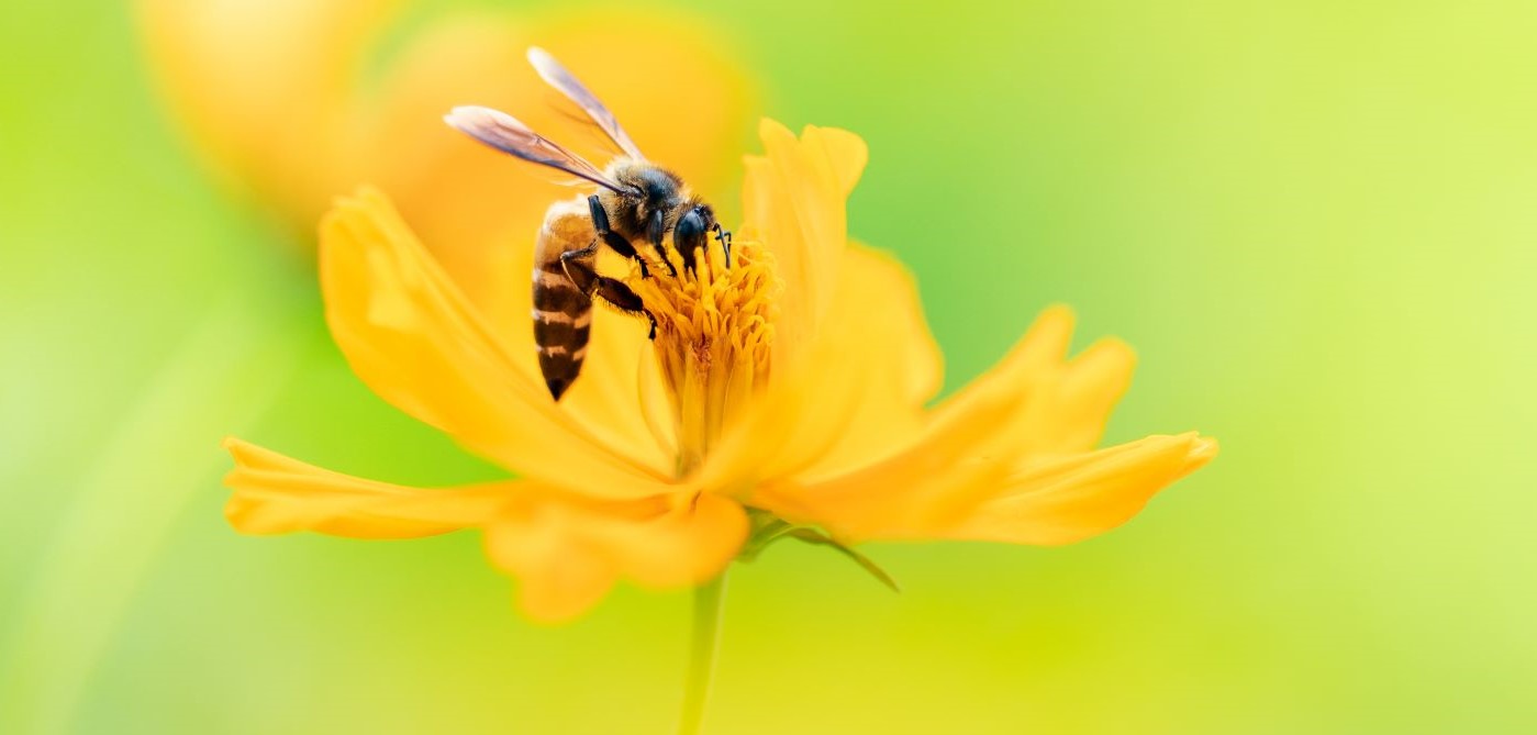 Honey bee on yellow flower