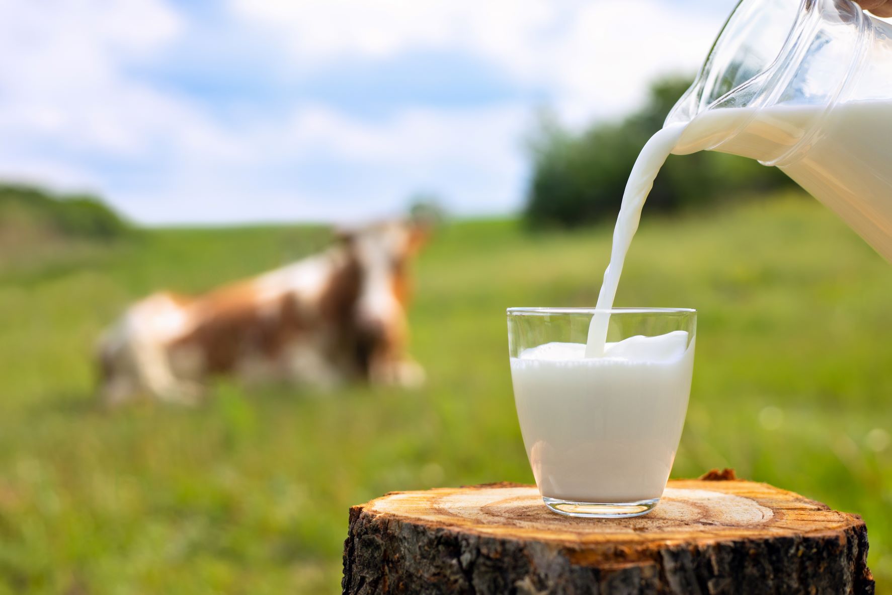 Pouring milk into a glass, cow and meadow in background