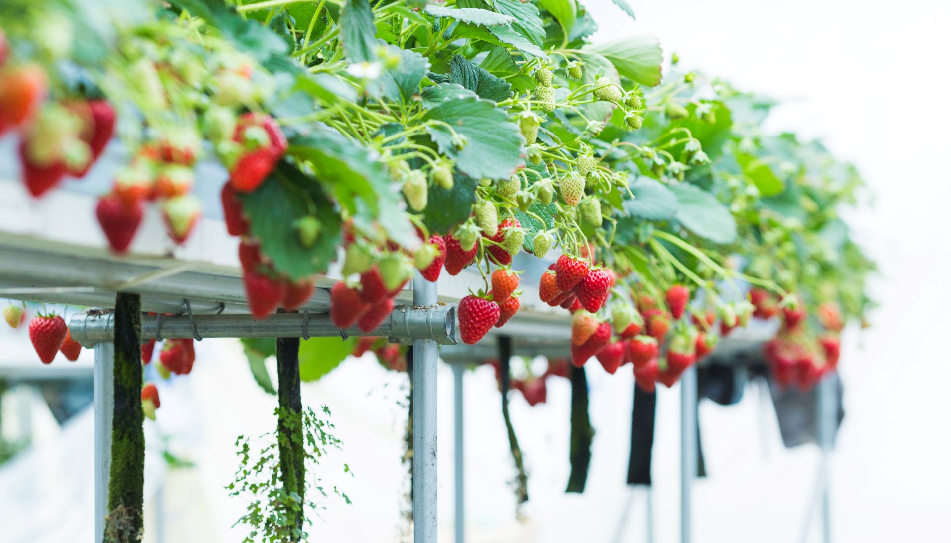 Strawberries growing using hydroponic method