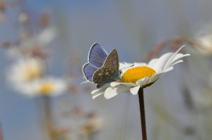 Butterfly on a flower